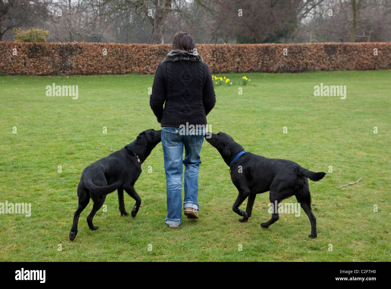 Black labrador dog walking in hires stock photography and images Alamy