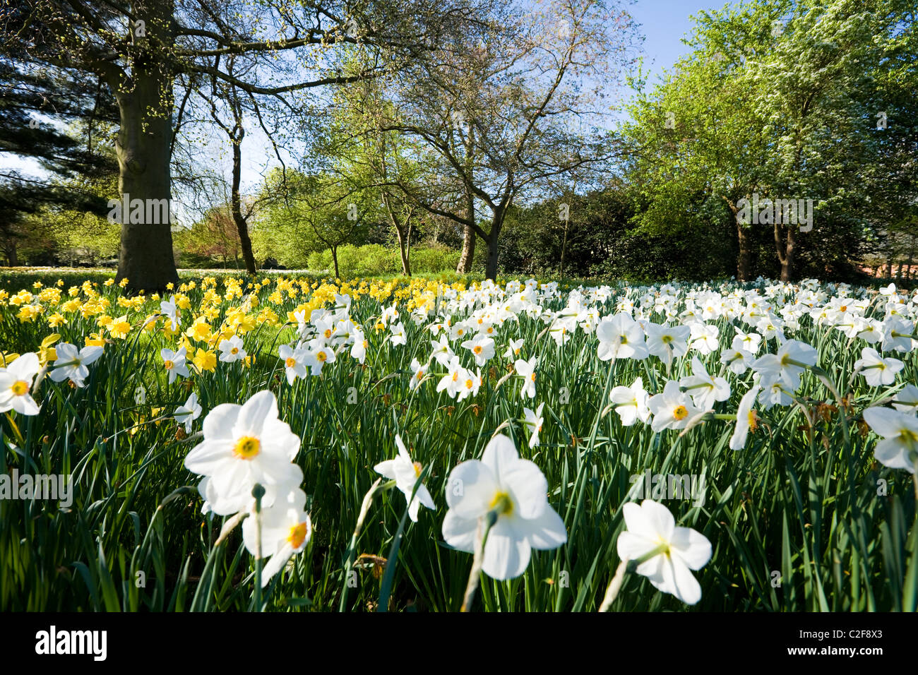Flowering daffodil daffodils in the grounds / flower bed / beds