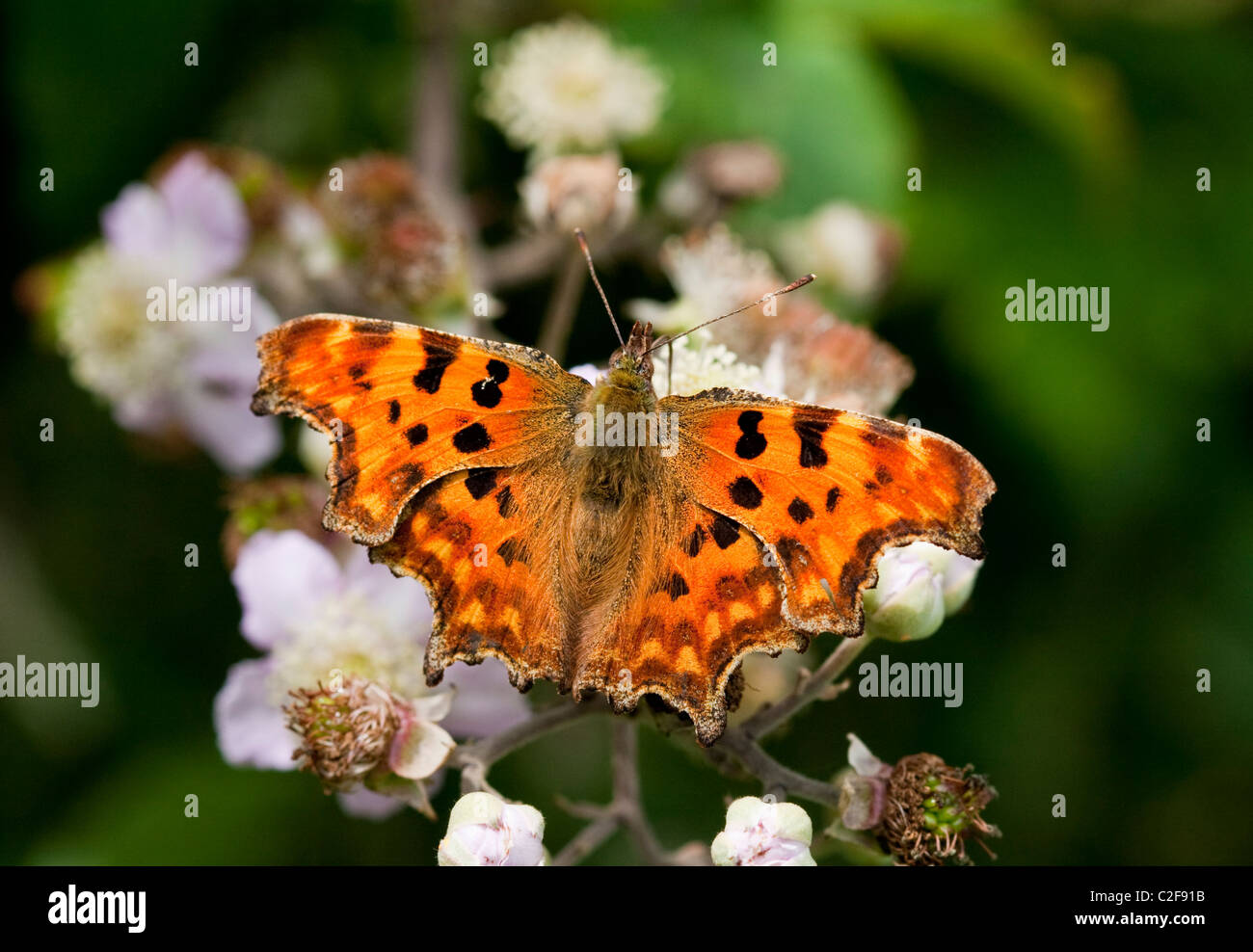 Comma butterfly,  Polygonia c-album, with wings open, resting on blossom. Stock Photo