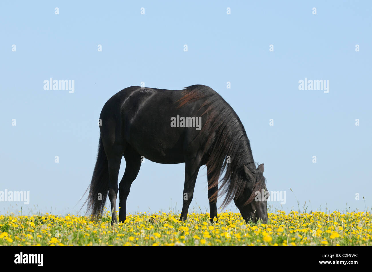 Paso Fino horse grazing in a flower meadow Stock Photo