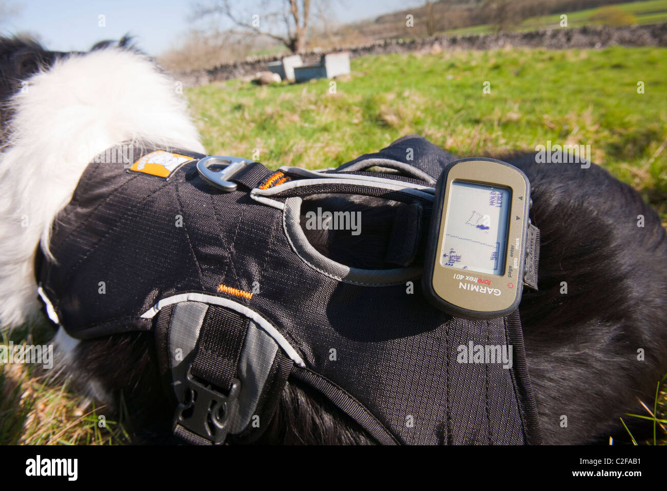 A Border Collie wearing a GPS as part of a research study to see how far dogs roam when they are let of the lead Stock Photo