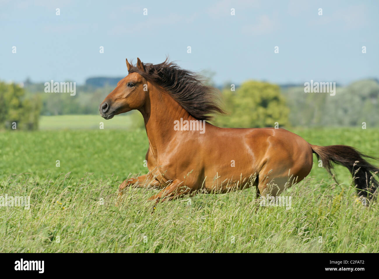 Paso Fino horse galloping in a meadow Stock Photo