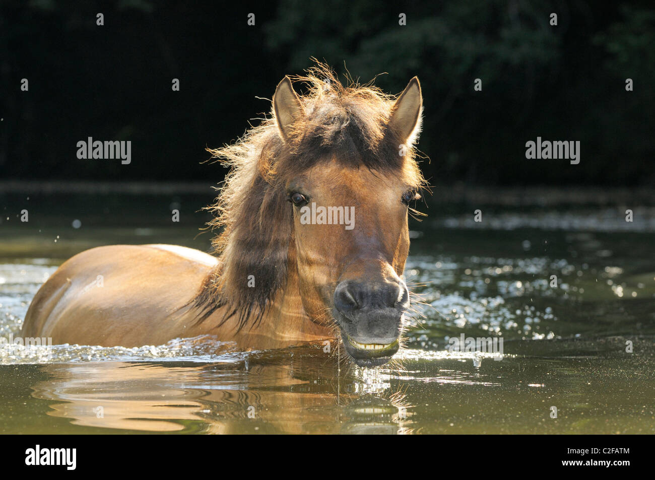 Icelandic horse taking a bath in a pond Stock Photo Alamy