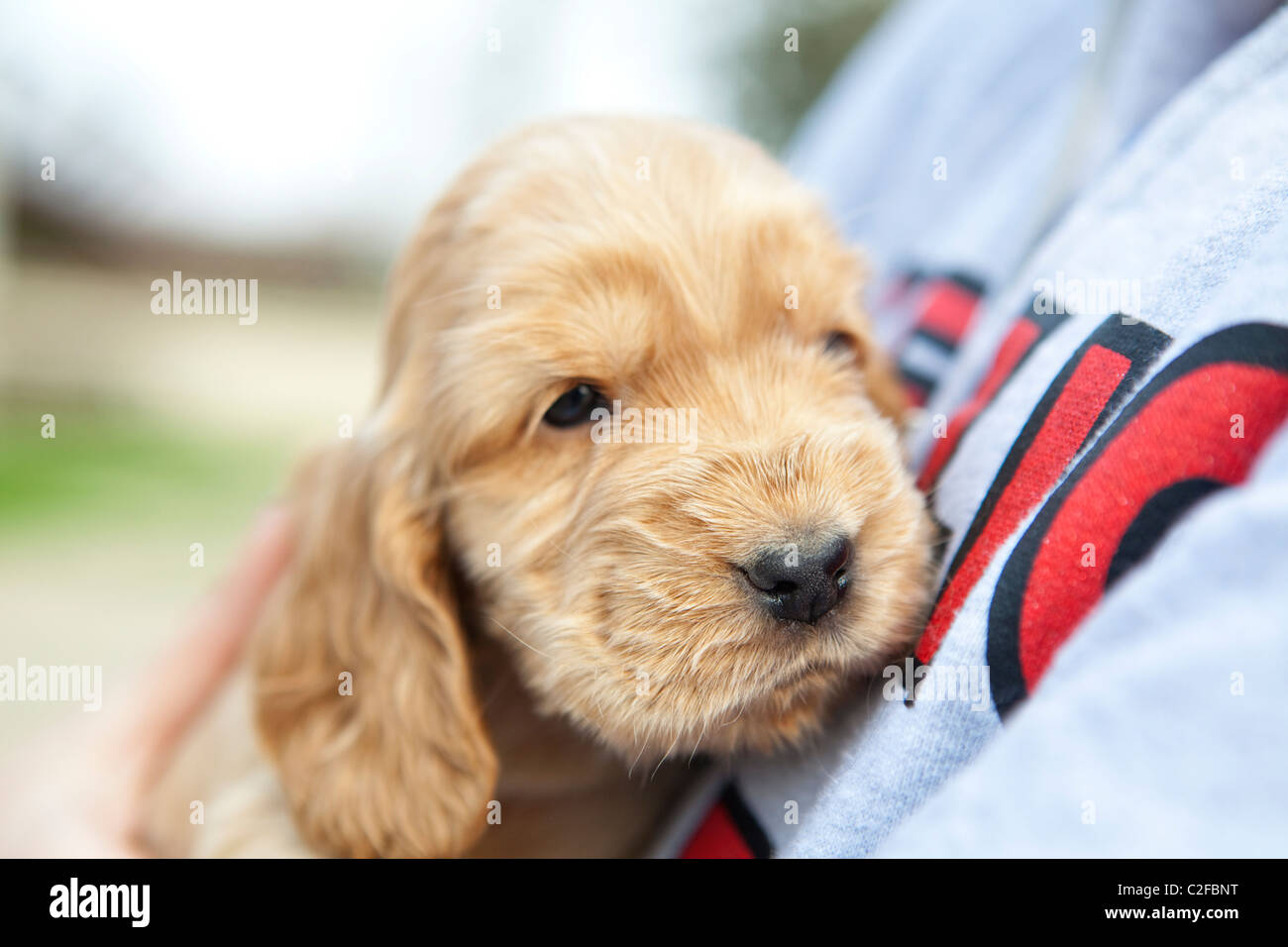 Page 2 One Month Old High Resolution Stock Photography And Images Alamy Page 2 One Month Old High Resolution Stock Photography And Images Alamy