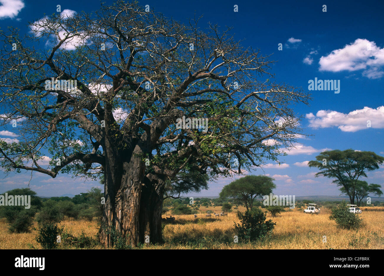 Tarangire River North Tanzania Stock Photo Alamy