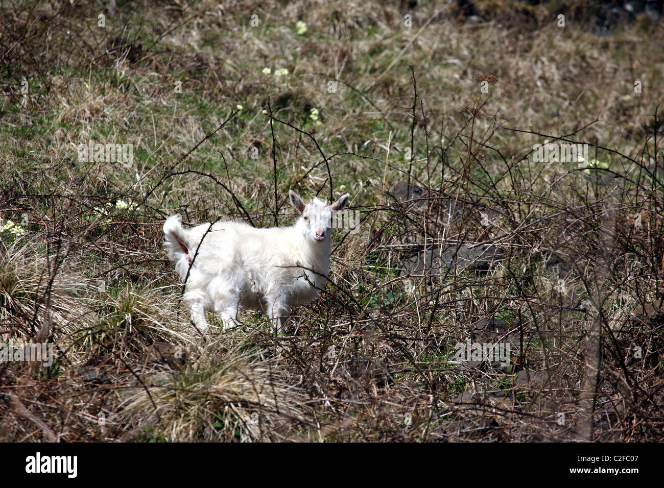 Kid goat on the isle of Mull Stock Photo