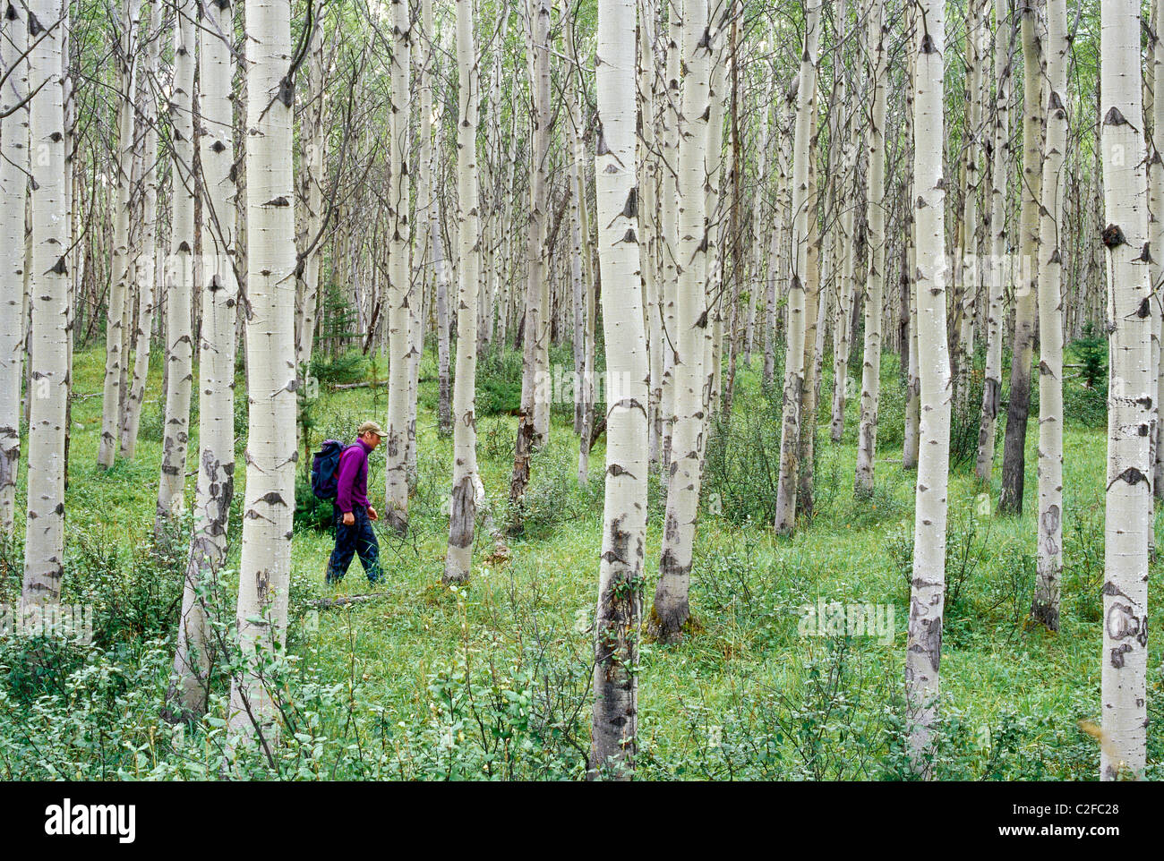 Birch Trees Alberta Canada Stock Photo Alamy