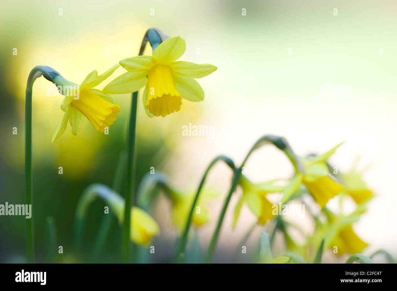 Yellow Daffodils - Tete a Tete Narcissi Stock Photo