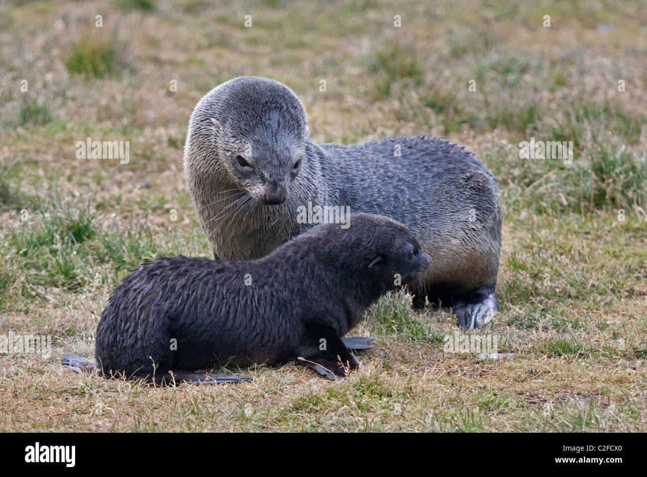 Antarctic Fur Seal Mother and Pup (arctocephalus gazella), Grytviken Harbour, South Georgia Stock Photo