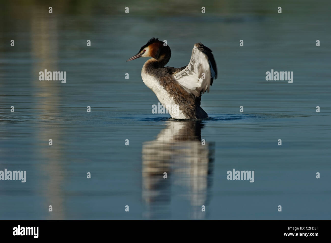 Viverone lake Piedmont Italy a Great Crested Grebe flapping its wings Stock Photo