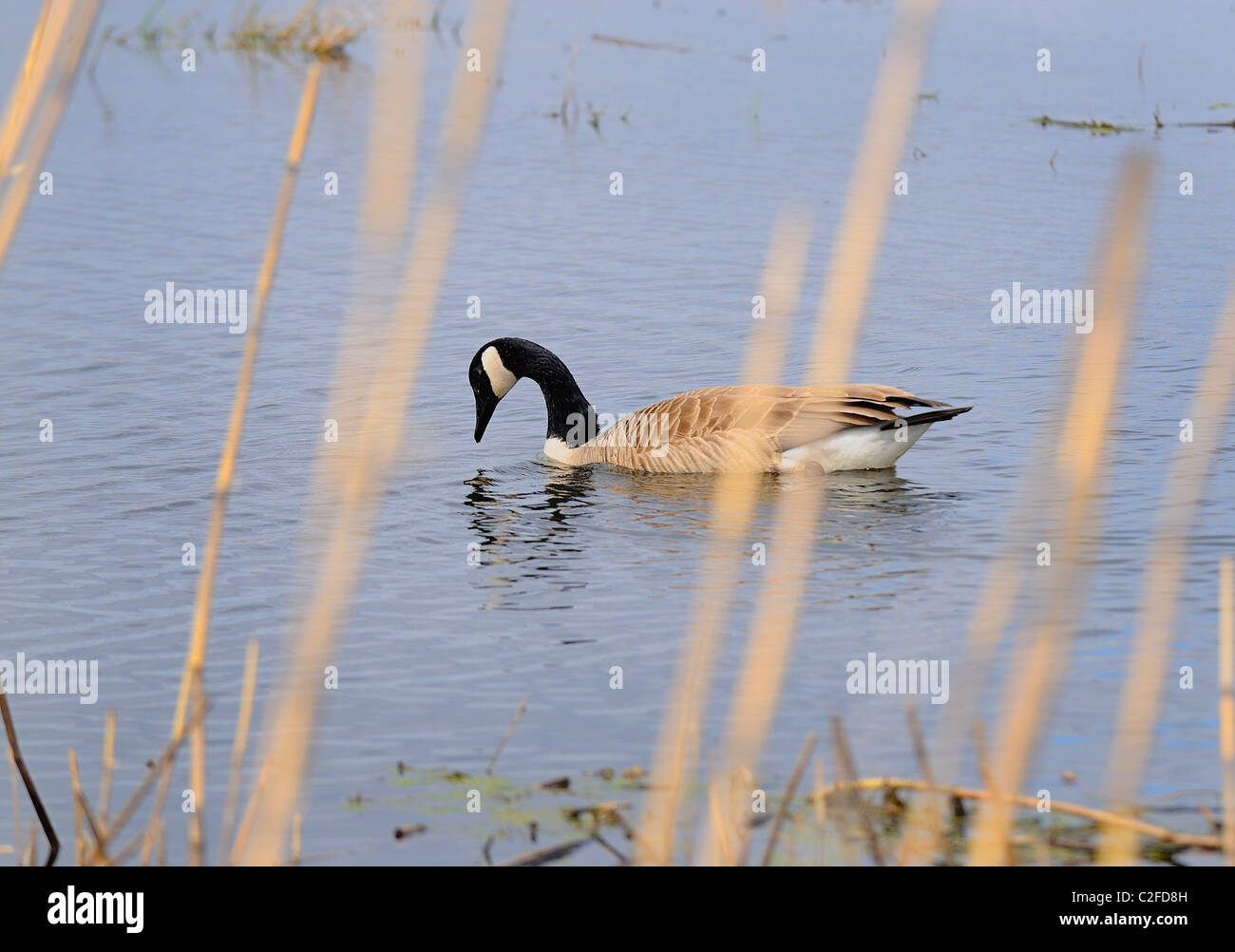 Lone male Canadian goose floating in Illinois wetland Stock Photo