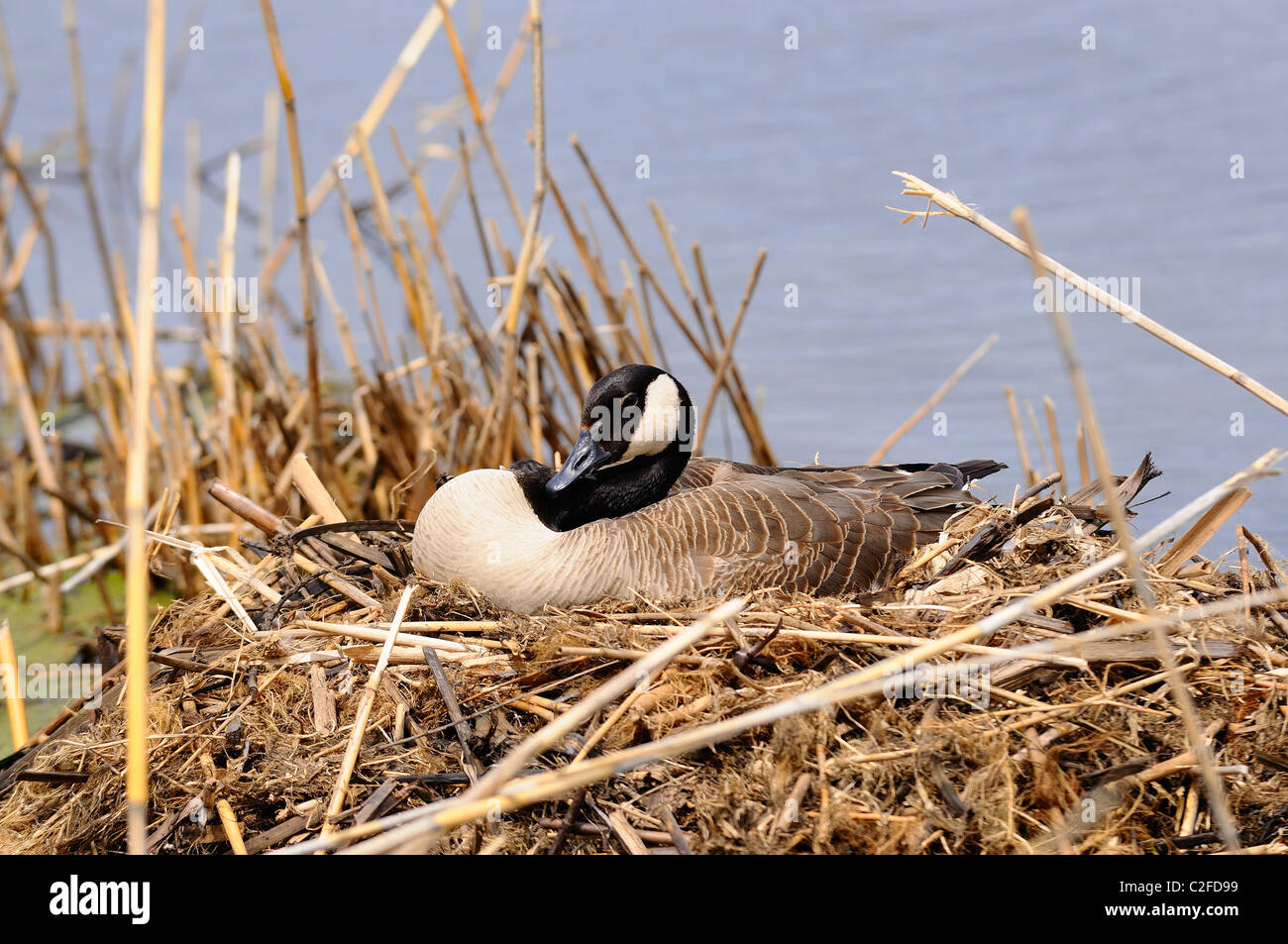 Female Canadian goose patiently nesting at a Northern Illinois, wetland