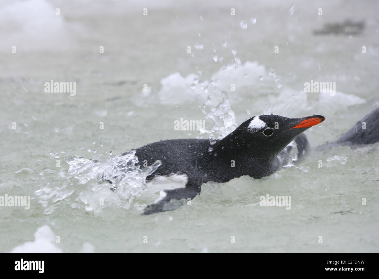 Single [Gentoo Penguin] [Pygoscelis papua] swimming and splashing in ice slush pool, [Petermann Island] [Antarctic peninsula] Stock Photo