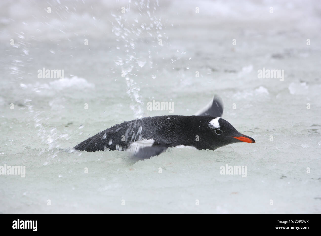 Single [Gentoo Penguin] [Pygoscelis papua] swimming and splashing in ice slush pool, [Petermann Island] [Antarctic peninsula] Stock Photo
