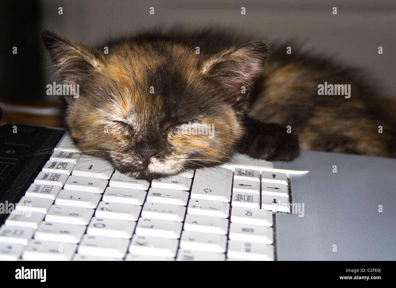 Computer cat nap Stock Photo