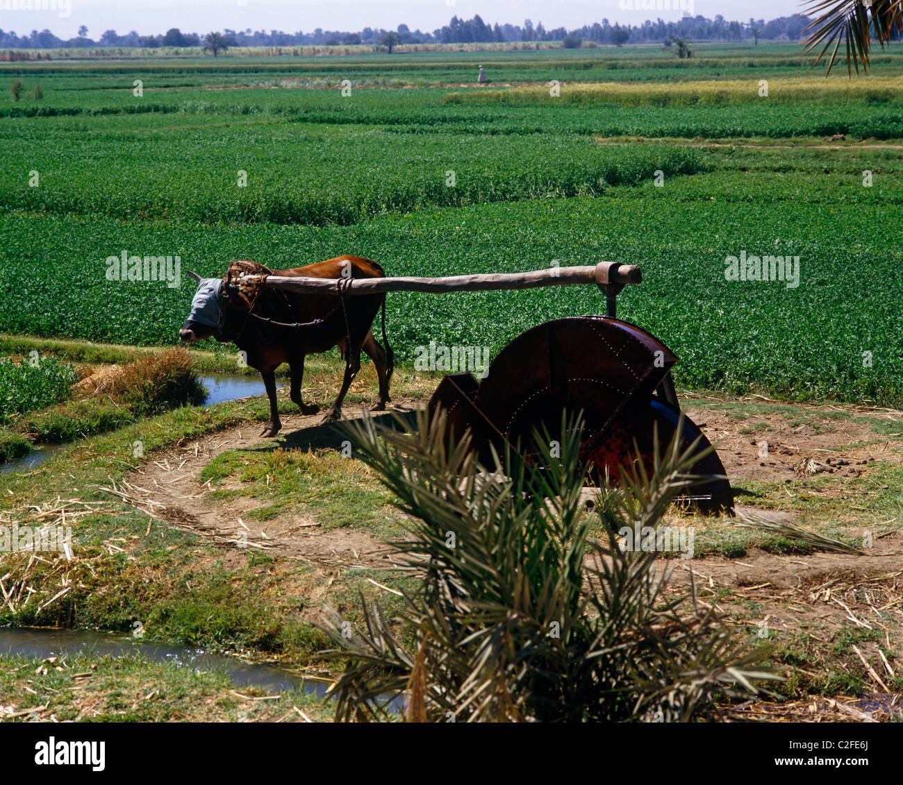 Irrigation Nile Valley Egypt Stock Photo - Alamy