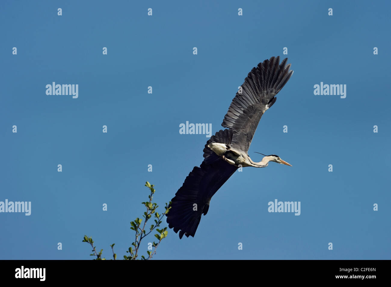 Piedmont Italy a Grey Heron on the wing Stock Photo