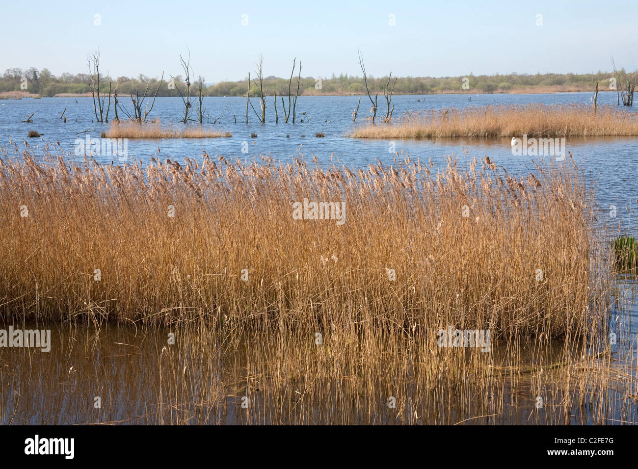 reed beds on shapwick heath somerset levels uk Stock Photo Alamy