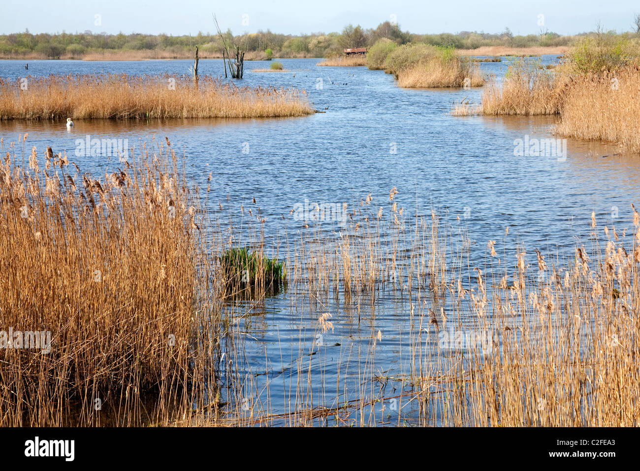 reed beds on shapwick heath somerset levels uk Stock Photo Alamy