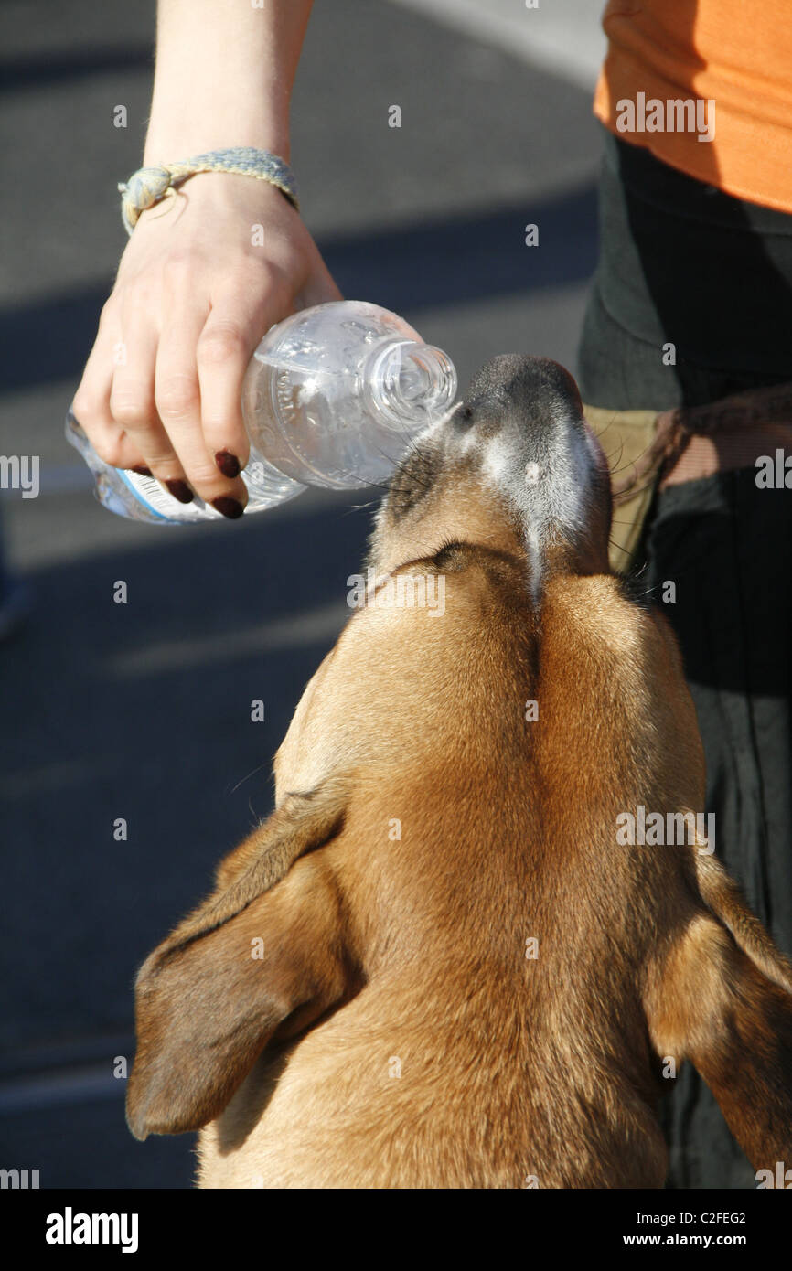 thirsty dog bottle
