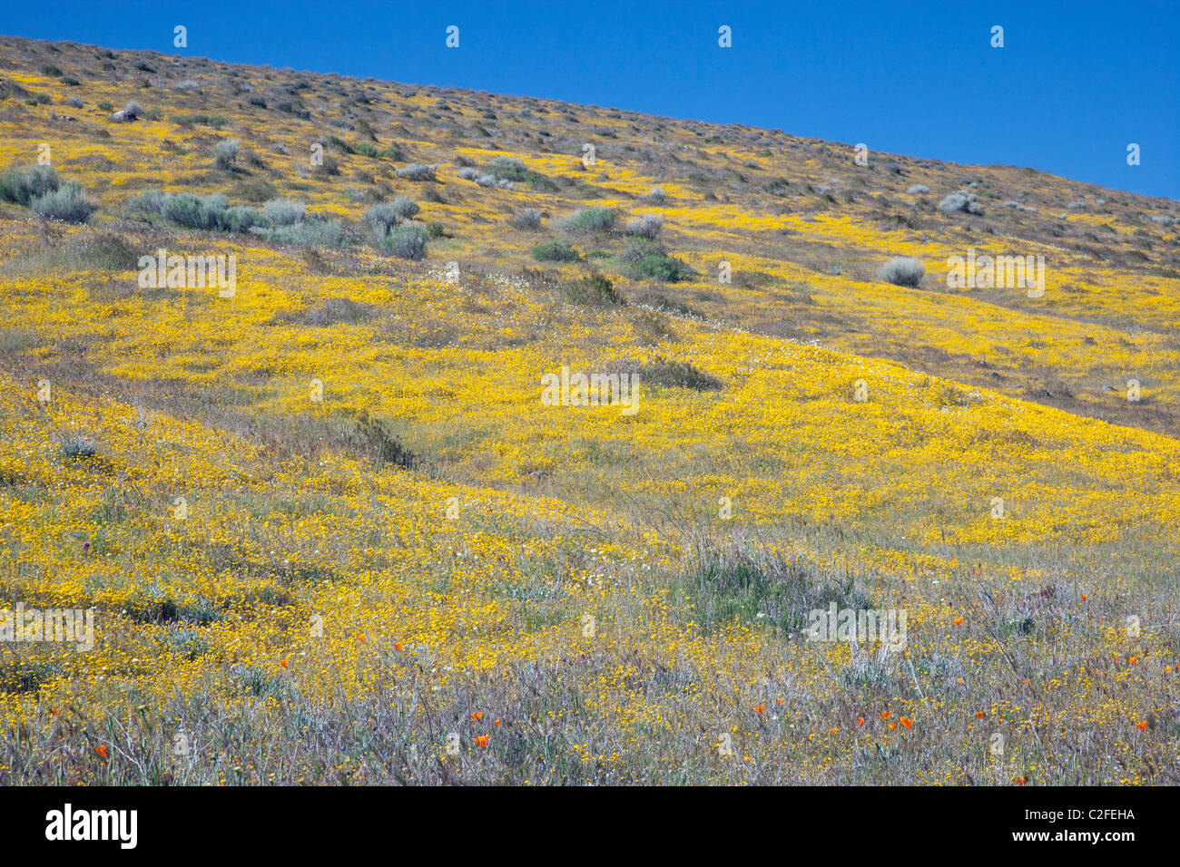 Hillside of Goldfields wildflowers Stock Photo