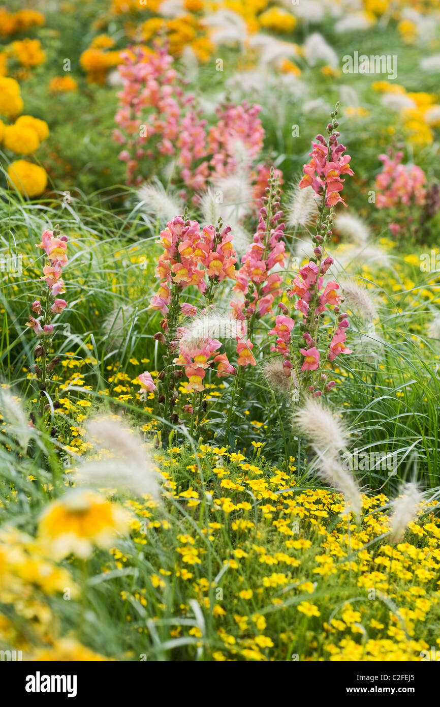 Yellow flower bed with Snapdragons, Echinacea, Tagetes and grass Stock
