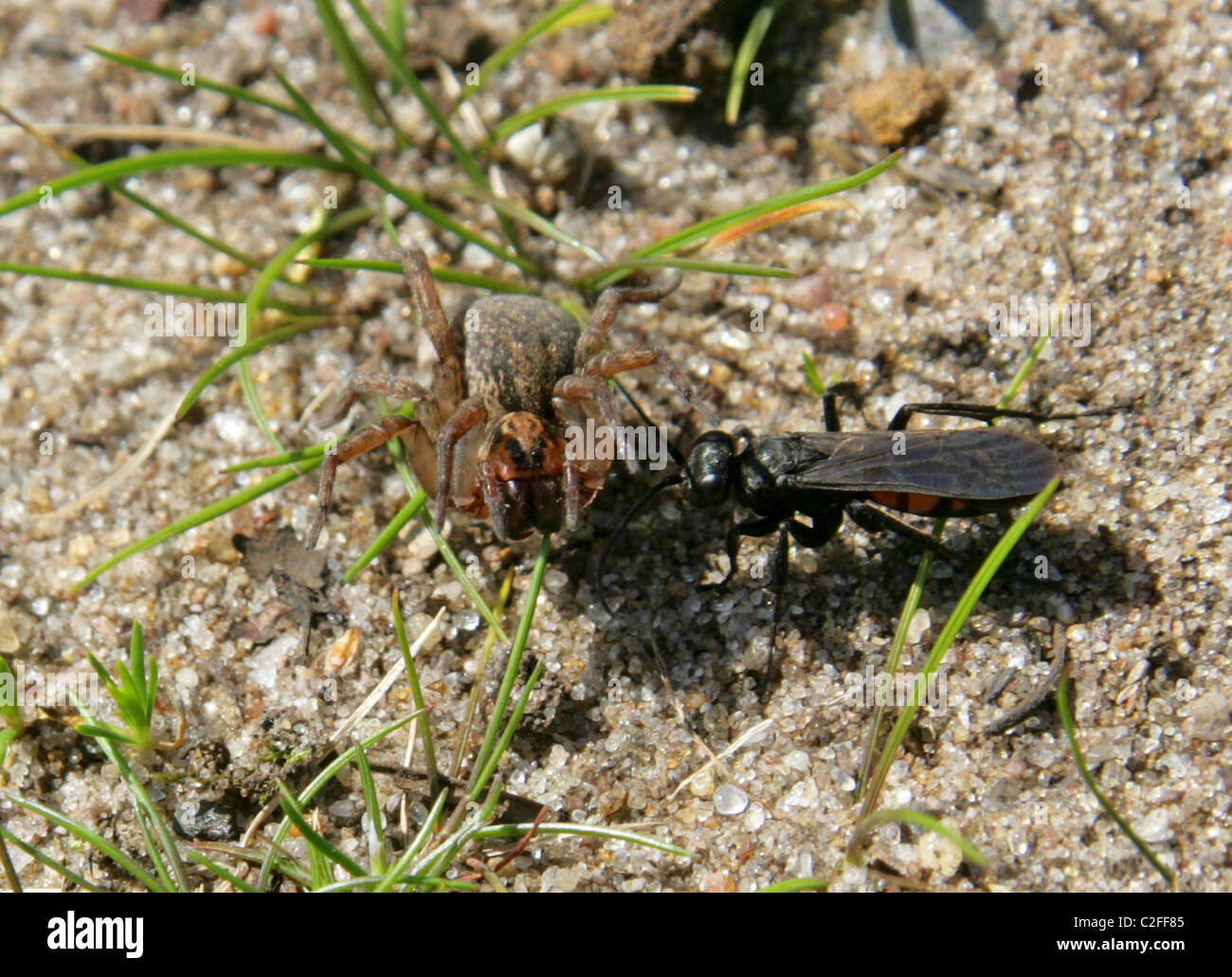 Black Banded Spider Wasp, Anoplius viaticus, Pompilidae, Hymenoptera. Attacking and paralysing a small Wolf Spider. Stock Photo