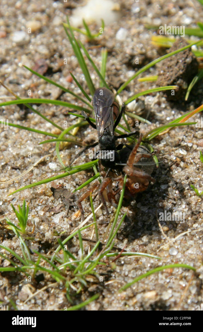 Black Banded Spider Wasp, Anoplius viaticus, Pompilidae, Hymenoptera. Attacking and paralysing a small Wolf Spider. Stock Photo