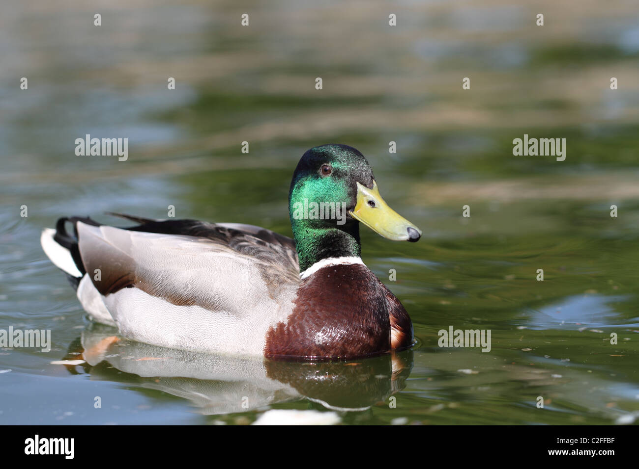 Image of a mallard in a pond in Matlock village centre Stock Photo