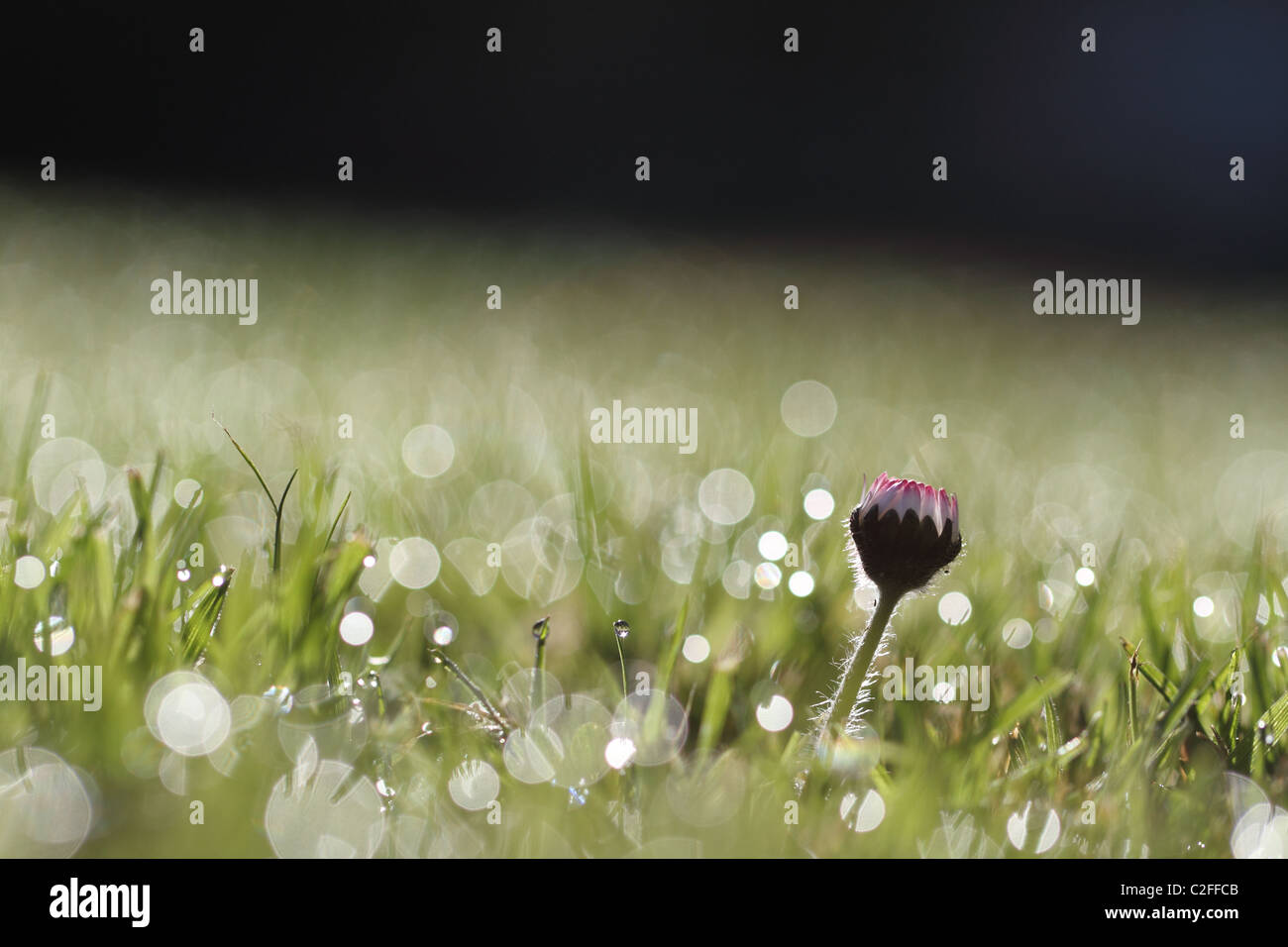 Image of a flowering daisy in the morning with droplets of dew Stock Photo