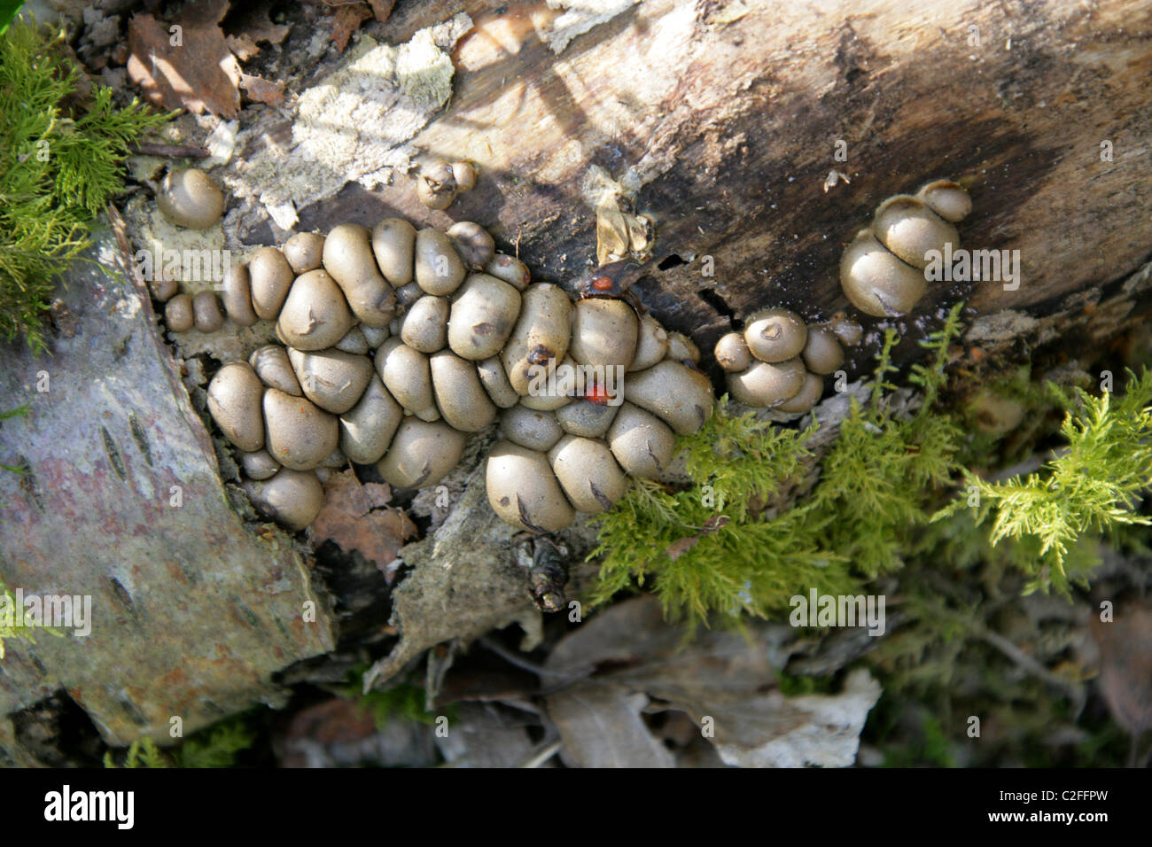 Birch tree fungi hires stock photography and images Alamy