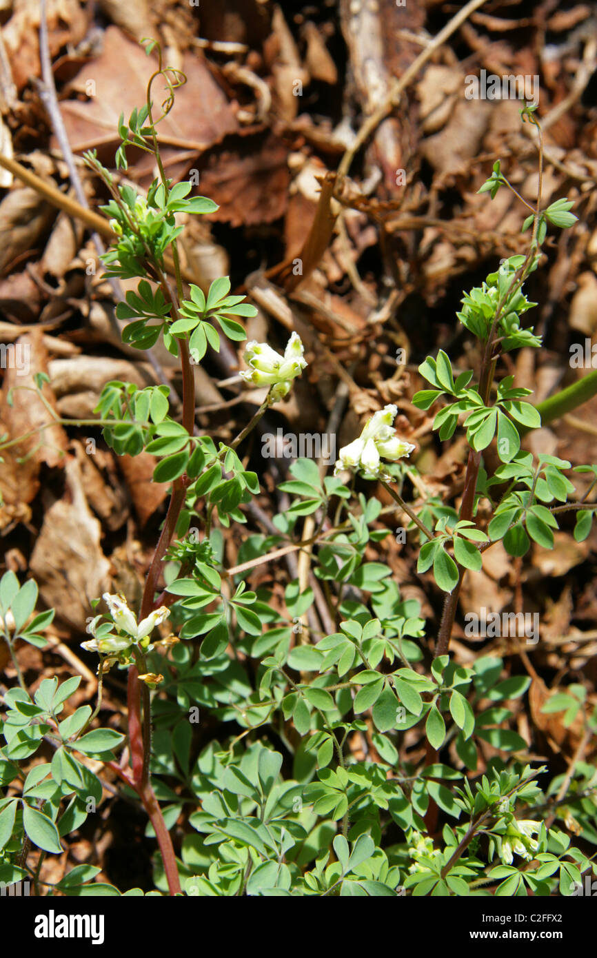 Climbing Corydalis, Ceratocapnos claviculata (Corydalis claviculata), Fumariaceae. British Wild Flower. Stock Photo