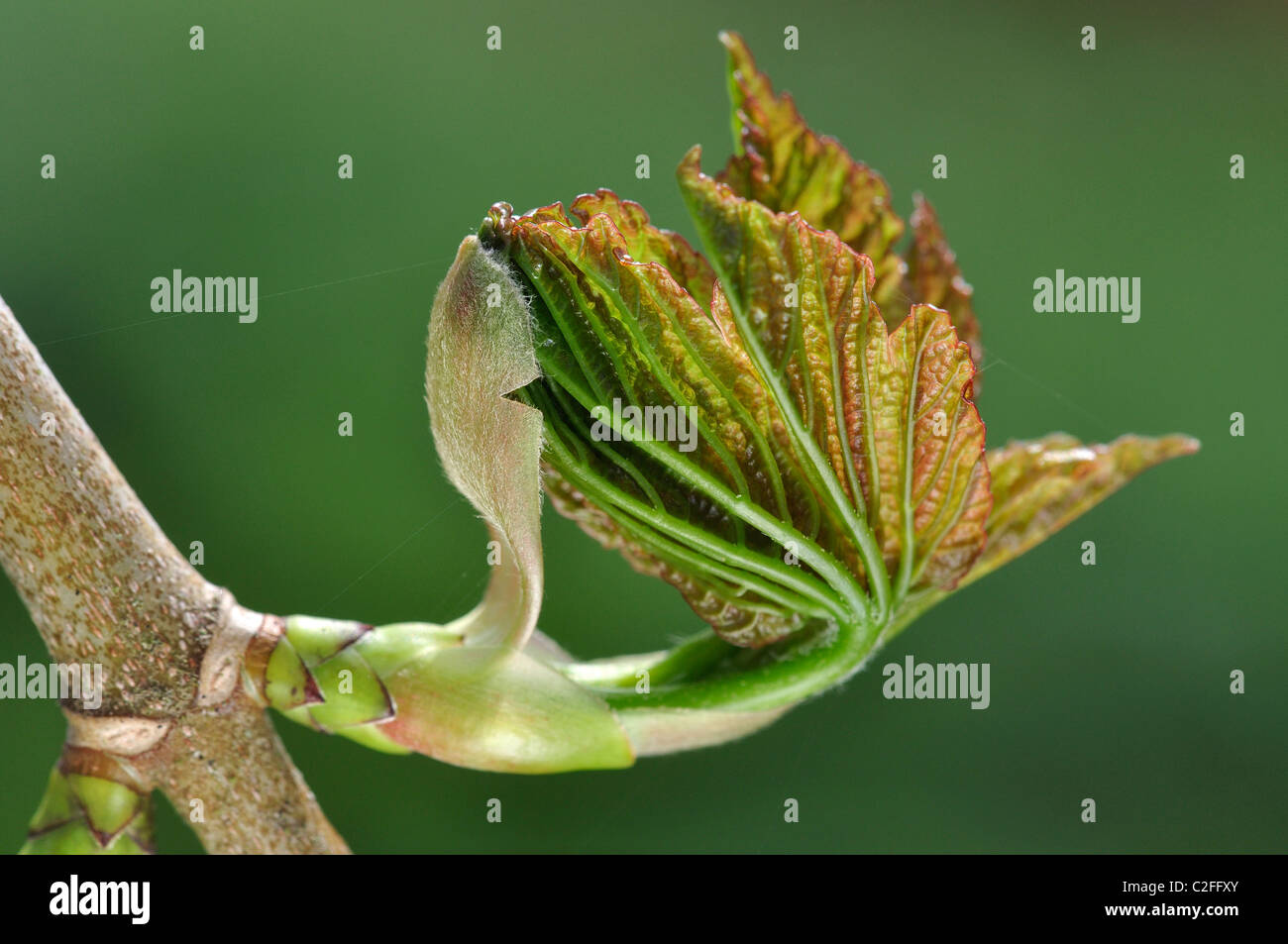 A young sycamore (Acer pseudoplatanus) leaf unfurling in Spring UK Stock Photo