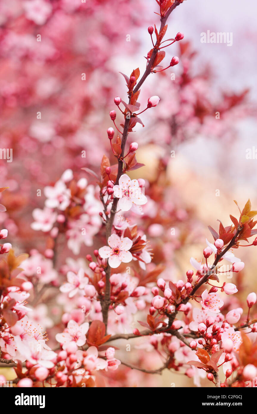 Pink cherry blossoms on a softly blurred background Stock Photo - Alamy