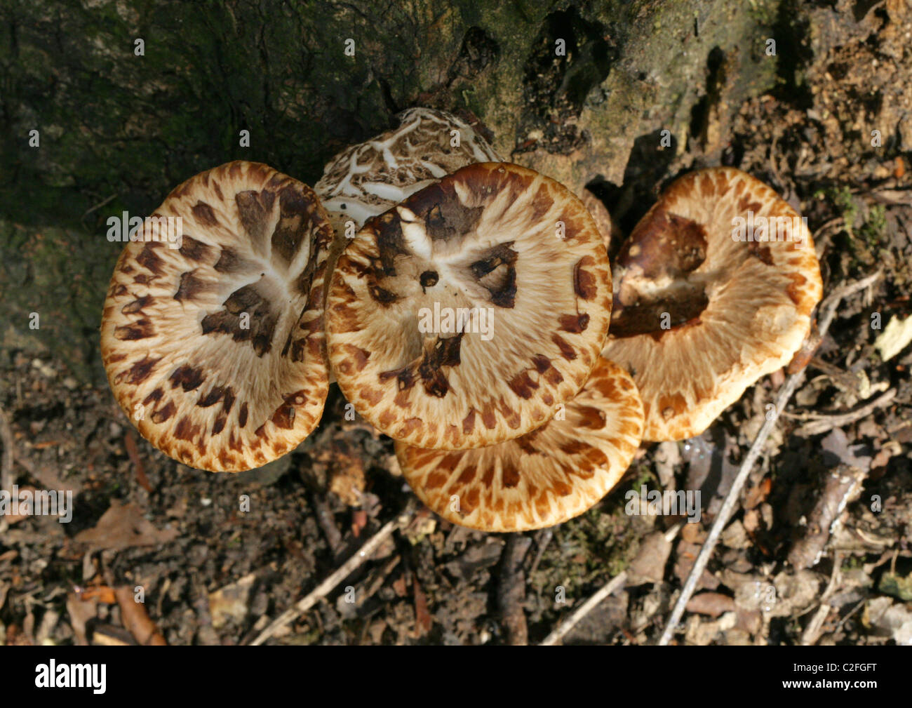 Dryad's Saddle or Scaly Polypore, Polyporus squamosus, Polyporaceae. Bracket Fungus. Young Fruiting Bodies. Stock Photo