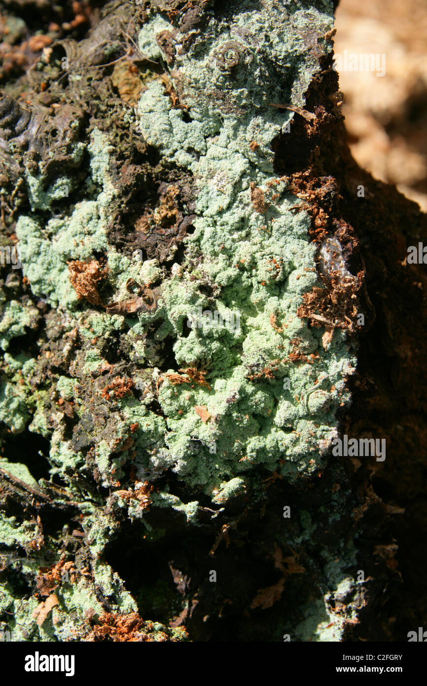 Green Fungus or Lichen on a Decaying Tree Stump. Stock Photo