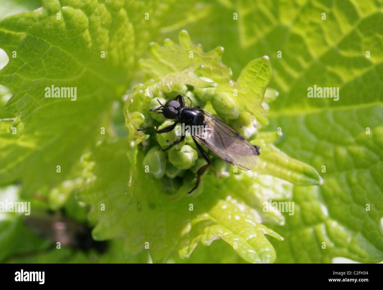 Black Gnat, Bibio johannis, Bibionidae, Diptera. Male Fly. Stock Photo