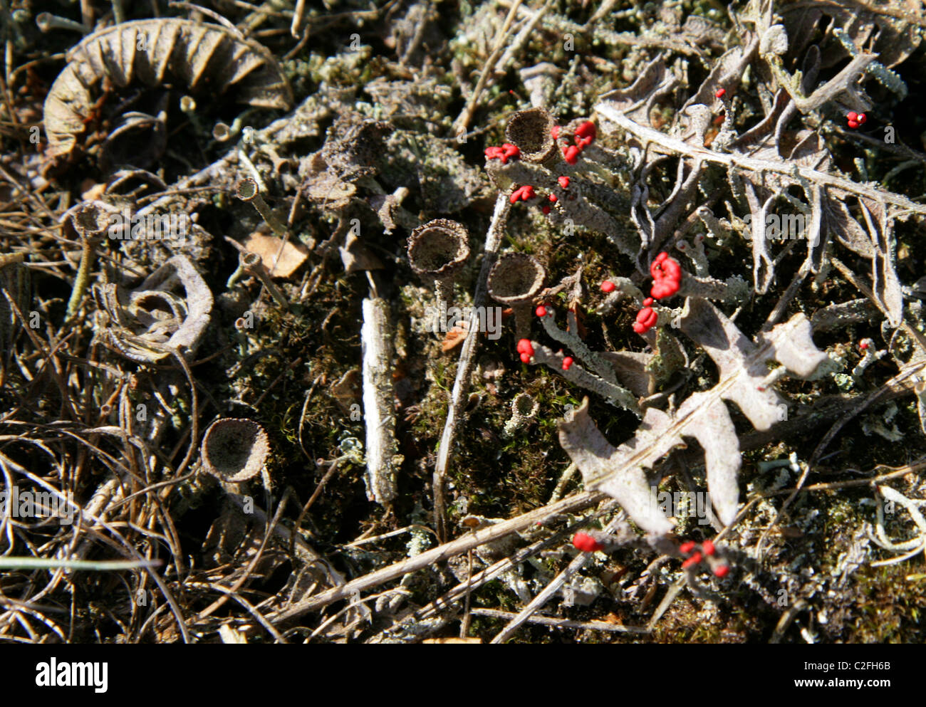 Pixie Cup Lichen, Cladonia pyxidata, Cladoniaceae, Lecanoromycetes, Ascomycota, Fungi. Cups and Fruiting Bodies, Rammamere Heath Stock Photo