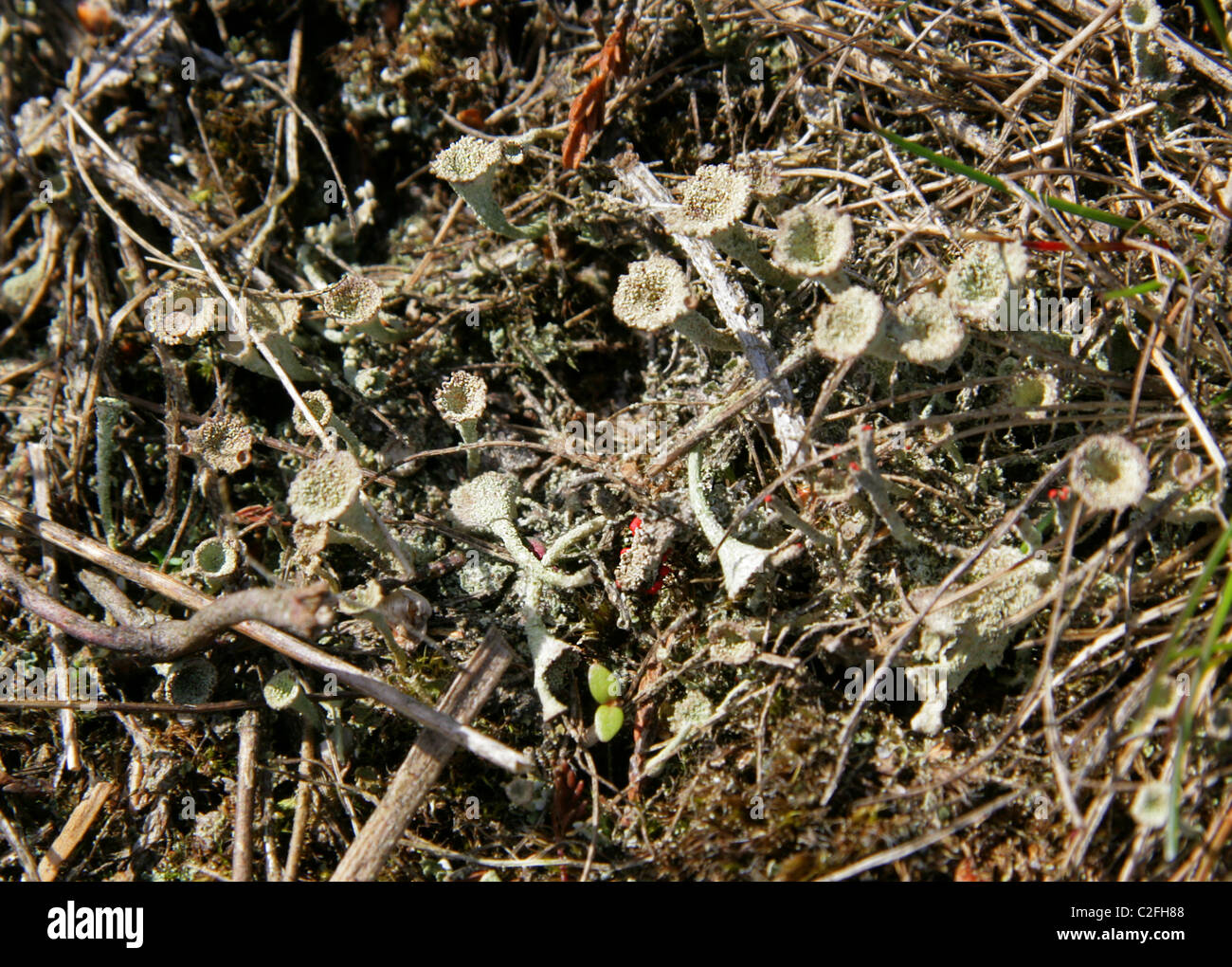 Pixie Cup Lichen, Cladonia pyxidata, Cladoniaceae, Lecanoromycetes, Ascomycota, Fungi. Cups, Rammamere Heath, Bedfordshire. Stock Photo