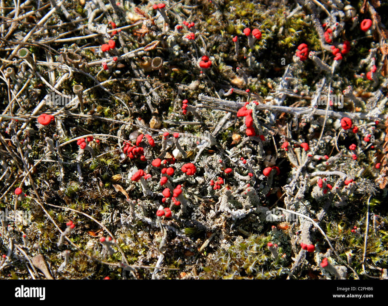 Pixie Cup Lichen, Cladonia pyxidata, Cladoniaceae, Lecanoromycetes, Ascomycota, Fungi. Cups and Fruiting Bodies, Rammamere Heath Stock Photo