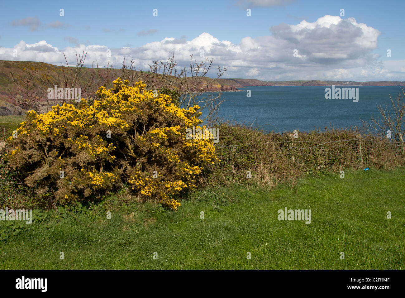 gorse in bloom Pembrokeshire coastal path Stackpole Stock Photo Alamy