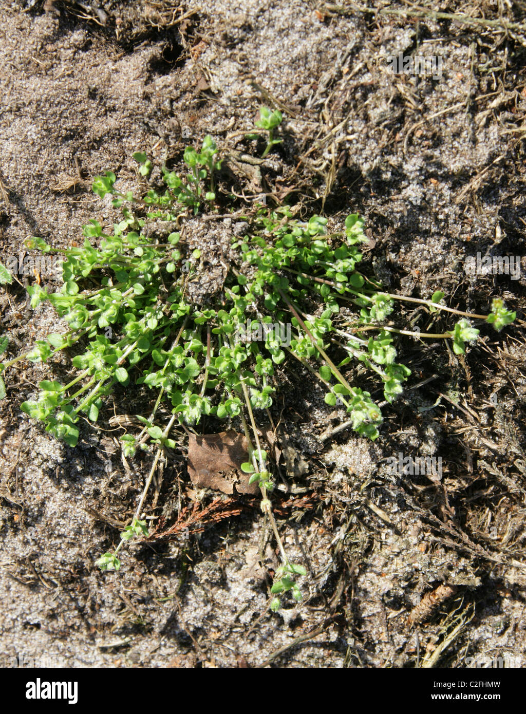 Thyme-leaved Sandwort, Arenaria serpyllifolia, Caryophyllaceae. Stock Photo