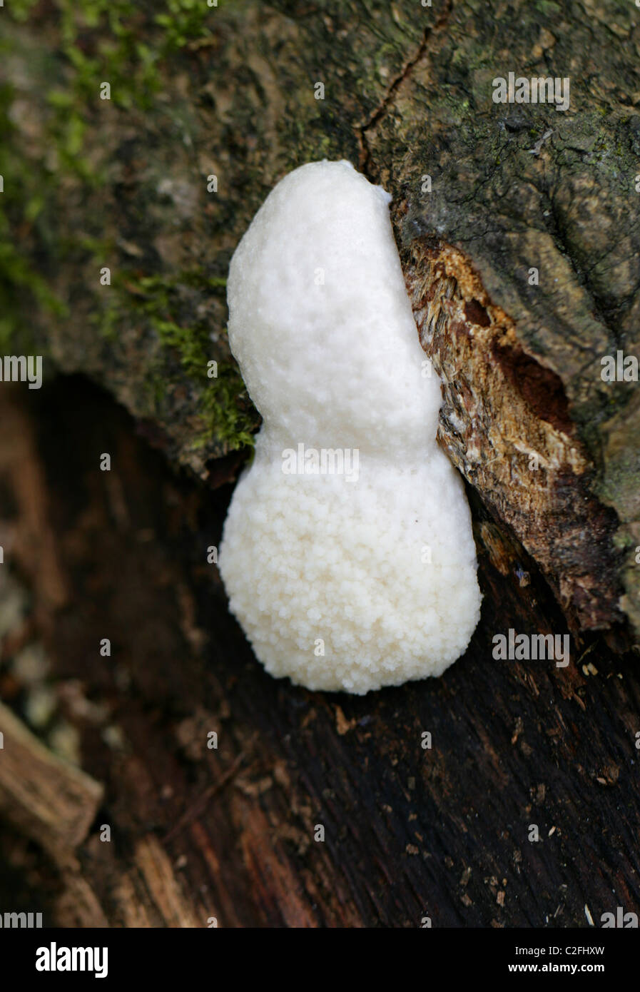White Slime Mould, False Puffball, Enteridium lycoperdon