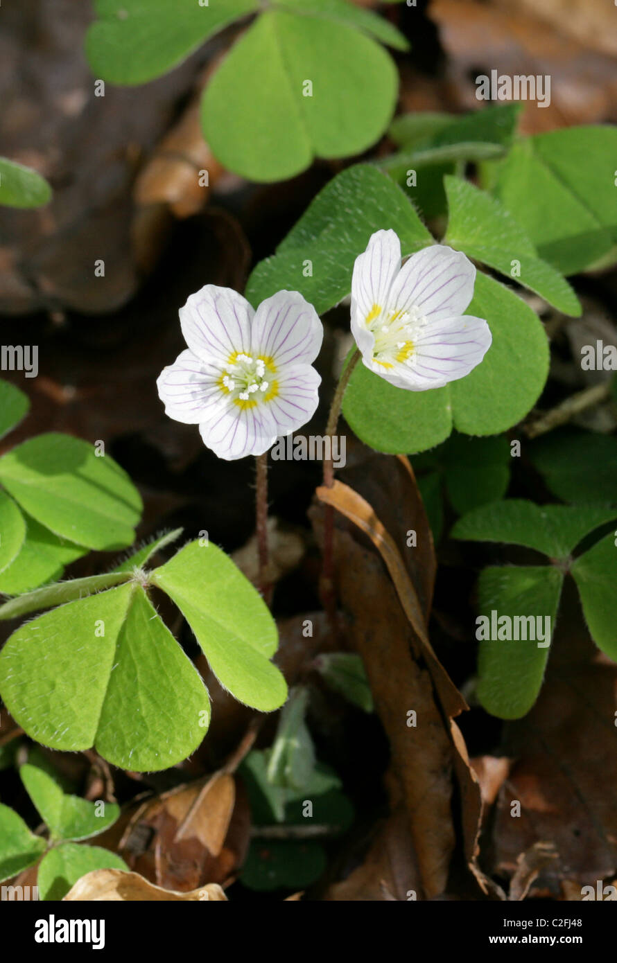 Wood Sorrel, Oxalis acetosella, Oxalidaceae. British Wild Flowers. Stock Photo