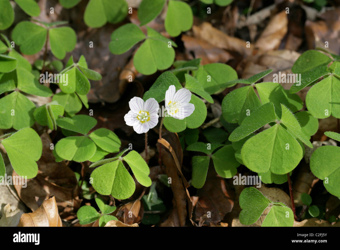 Wood Sorrel, Oxalis acetosella, Oxalidaceae. British Wild Flowers. Stock Photo