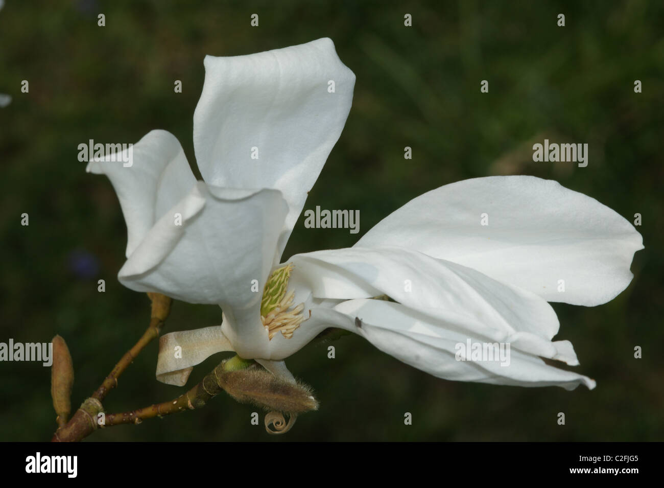 Magnolia salicifolia 'Wada's Memory' Stock Photo