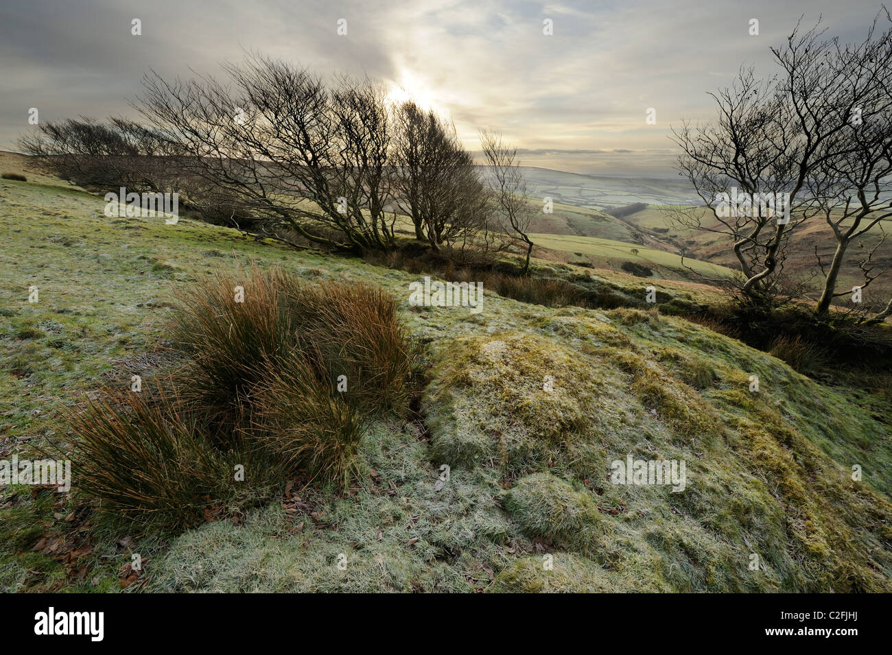 The view towards Bray reservoir on Exmoor from between some twisted trees on the side of a hill. Stock Photo