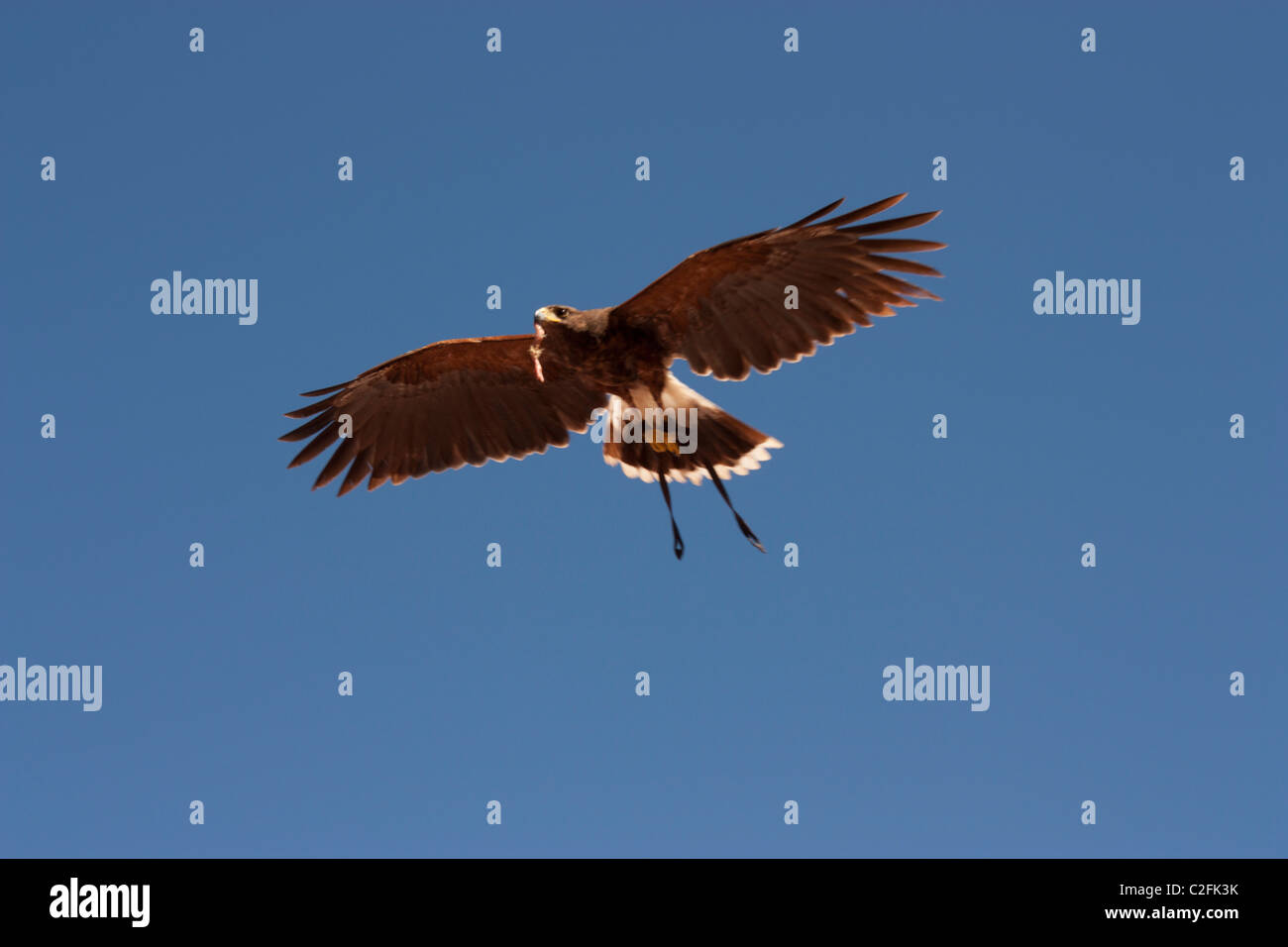 Brown eagle hires stock photography and images Alamy