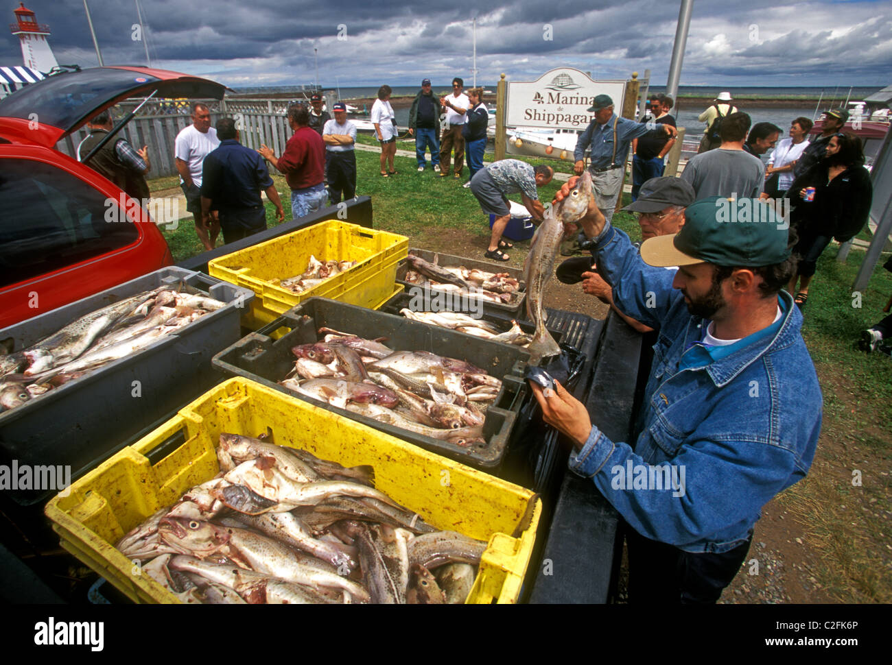 French-Canadian, Canadian, fishermen, fish market, marina, Shippagan ...