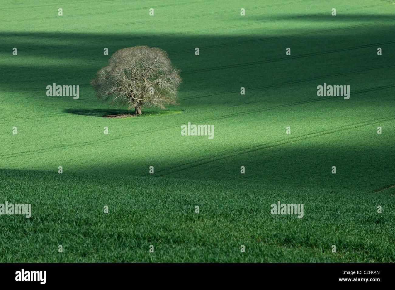 A lone oak tree (Quercus robur) in a field of crops in Wiltshire Stock Photo Alamy